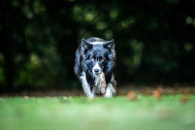 Portrait of dog carrying bone while walking on grassy field