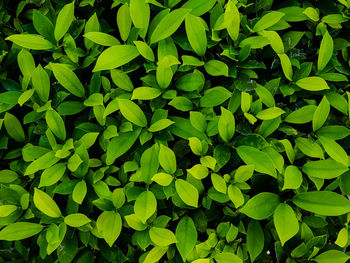 Full frame shot of fresh green plants