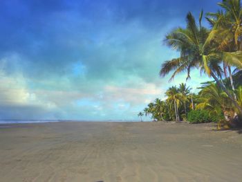 Palm trees on beach against sky