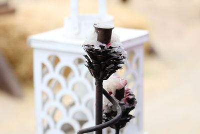 Close-up of flower on metal fence