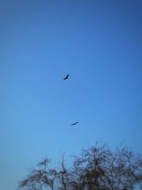 Low angle view of bird flying against clear blue sky