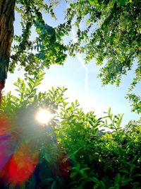 Low angle view of trees against sky