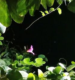 Close-up of pink flowers