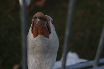 Close-up of a bird