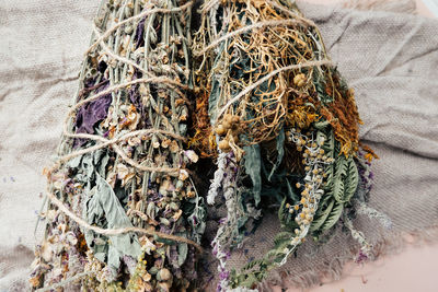 High angle view of dry plants