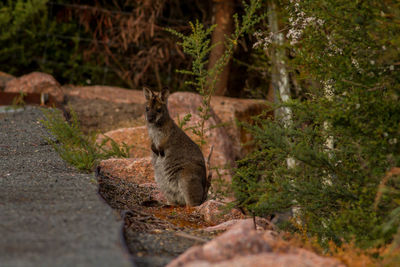 Squirrel on land in forest