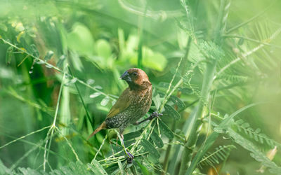 Bird perching on a plant