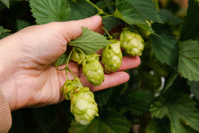 Close-up of hand holding plant