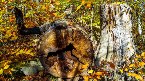 Close-up of elephant on tree