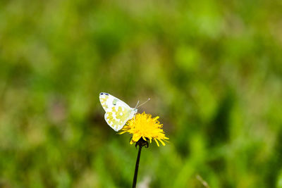 Close-up of butterfly pollinating flower