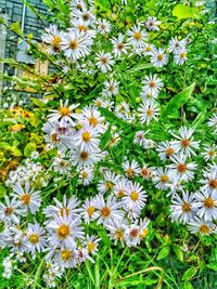 Close-up of white daisy flowers on field