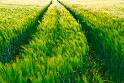 Crops growing on field