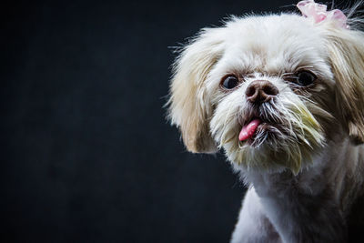 Close-up of dog