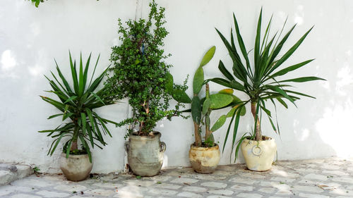Close-up of potted plant on table
