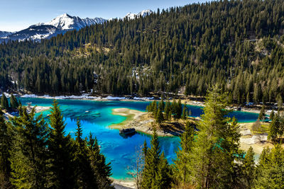 Panoramic view of pine trees in lake during winter