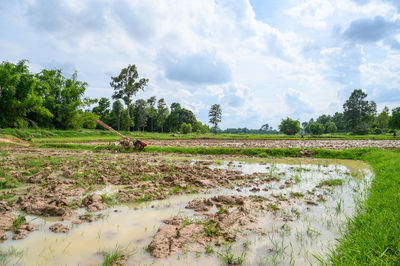 Scenic view of agricultural field against sky