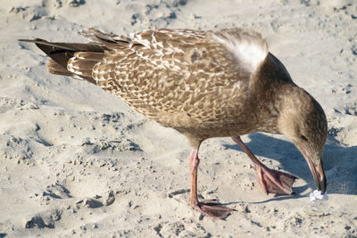 Close-up of birds on sand at beach