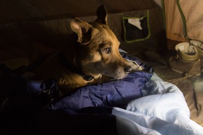 Close-up of dog relaxing on bed