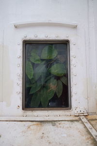 Close-up of green leaves on window