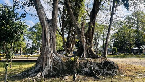 tree