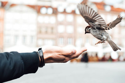 Close-up of hand holding bird flying