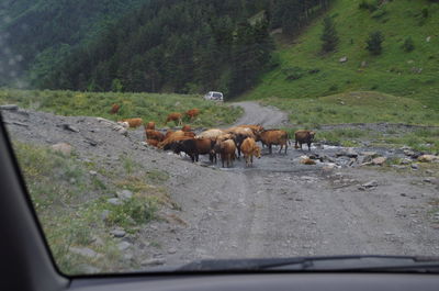 Horses in a car on road