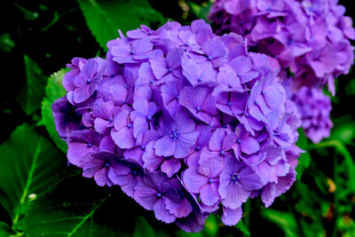 Close-up of purple hydrangea flowers