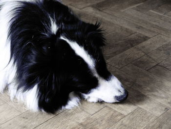 Dog lying on floor