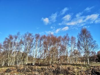 Bare trees on field against blue sky