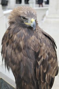 Close-up of a bird