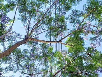 Low angle view of trees against sky