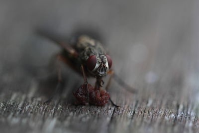 Close-up of housefly feeding on table