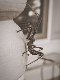 Close-up of plant against white background