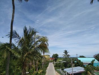 Palm trees by plants against sky