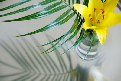 Close-up of yellow flowering plant