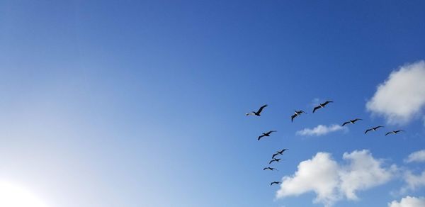 Low angle view of birds flying in sky