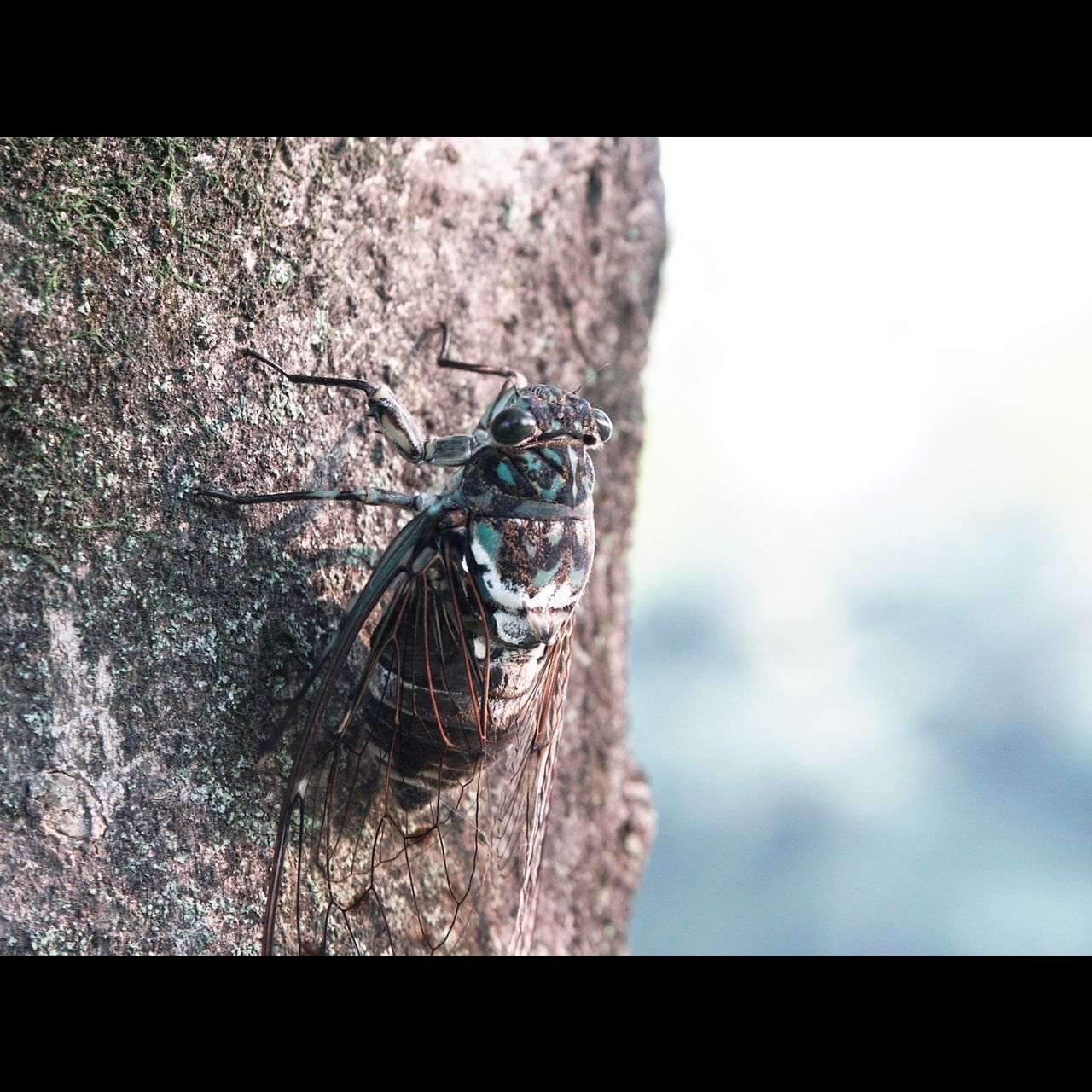 transfer print, auto post production filter, nature, close-up, textured, sky, day, low angle view, outdoors, selective focus, tree, beauty in nature, no people, focus on foreground, rough, tranquility, one animal, tree trunk, rock - object, natural pattern