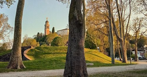 Trees and plants in park