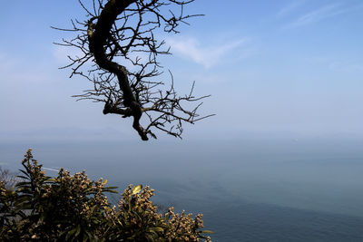 Trees over sea against sky on sunny day