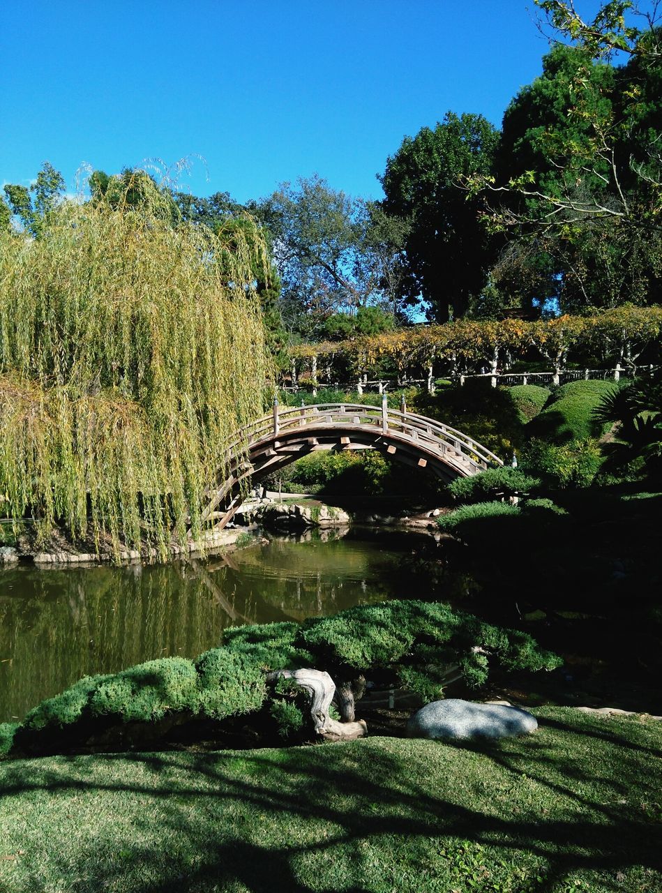 tree, water, growth, green color, tranquility, tranquil scene, nature, beauty in nature, scenics, clear sky, plant, bridge - man made structure, river, park - man made space, connection, built structure, stream, green, lush foliage, sunlight