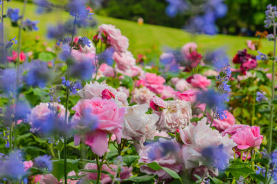 Close-up of pink flowering plants in park