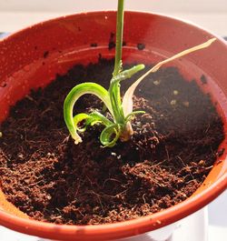 Close-up of potted plant