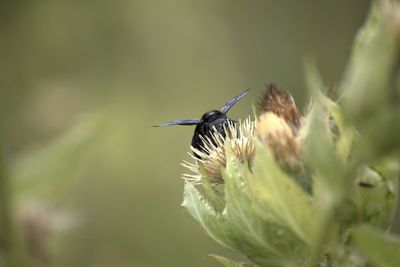 Close-up of insect on flower