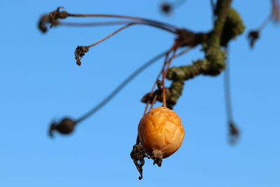 Low angle view of fruits on plant against clear blue sky