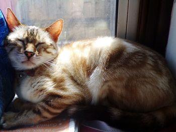 Close-up of cat resting at home