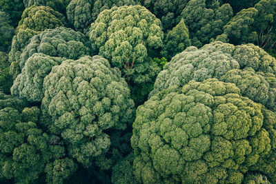 Full frame shot of green leaves