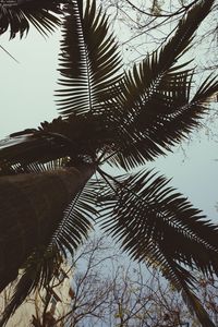 Low angle view of palm tree