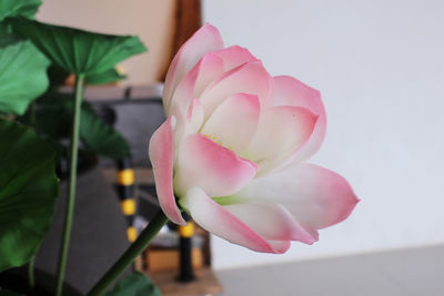 Close-up of pink rose