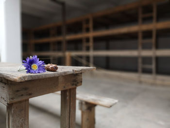 Close-up of flowering plant on table