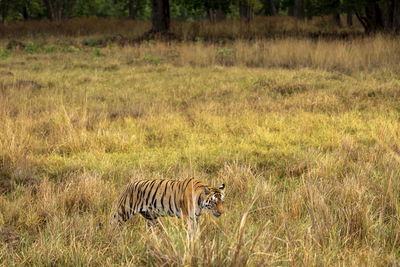 View of cat on grass